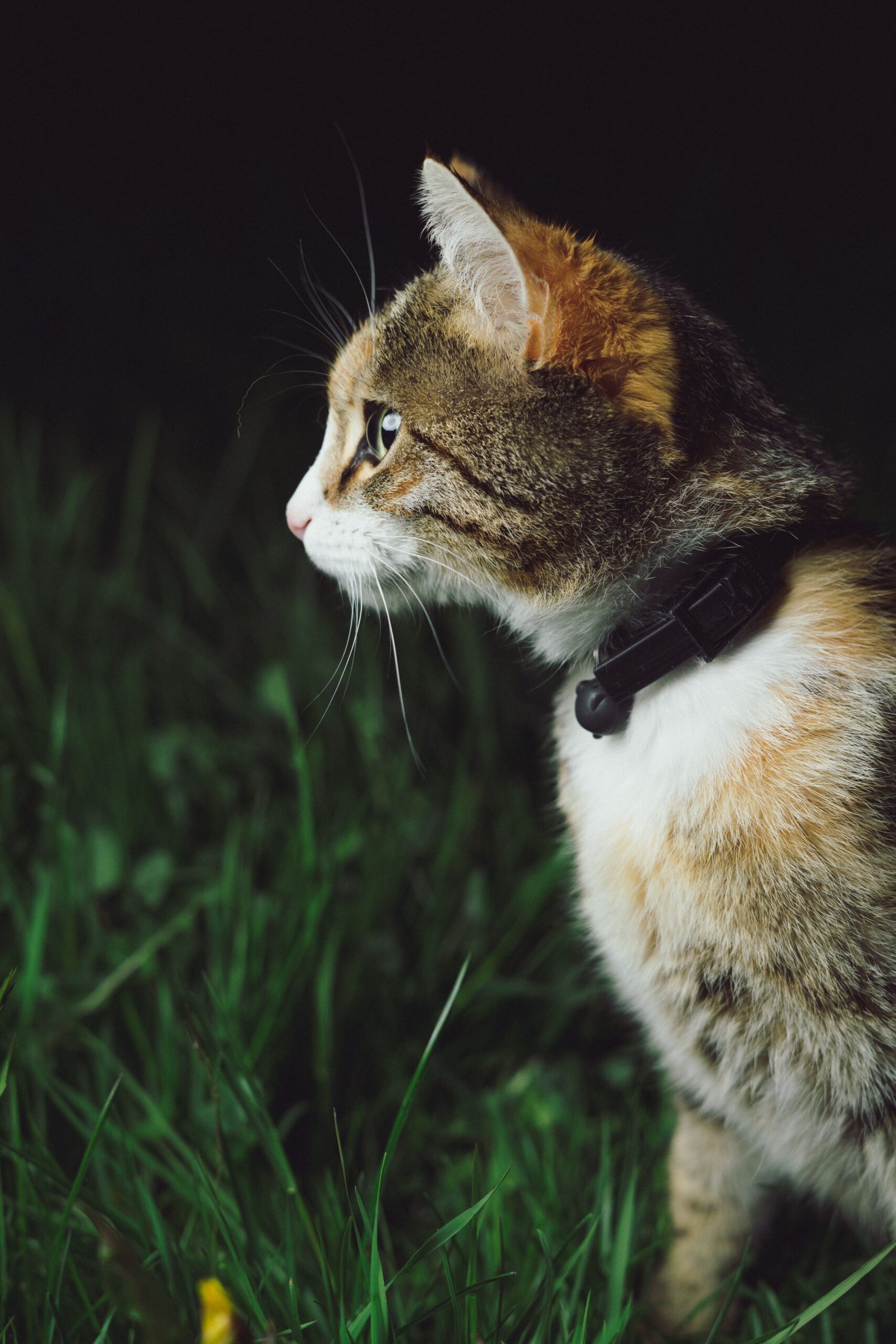 MICROCHIPPING