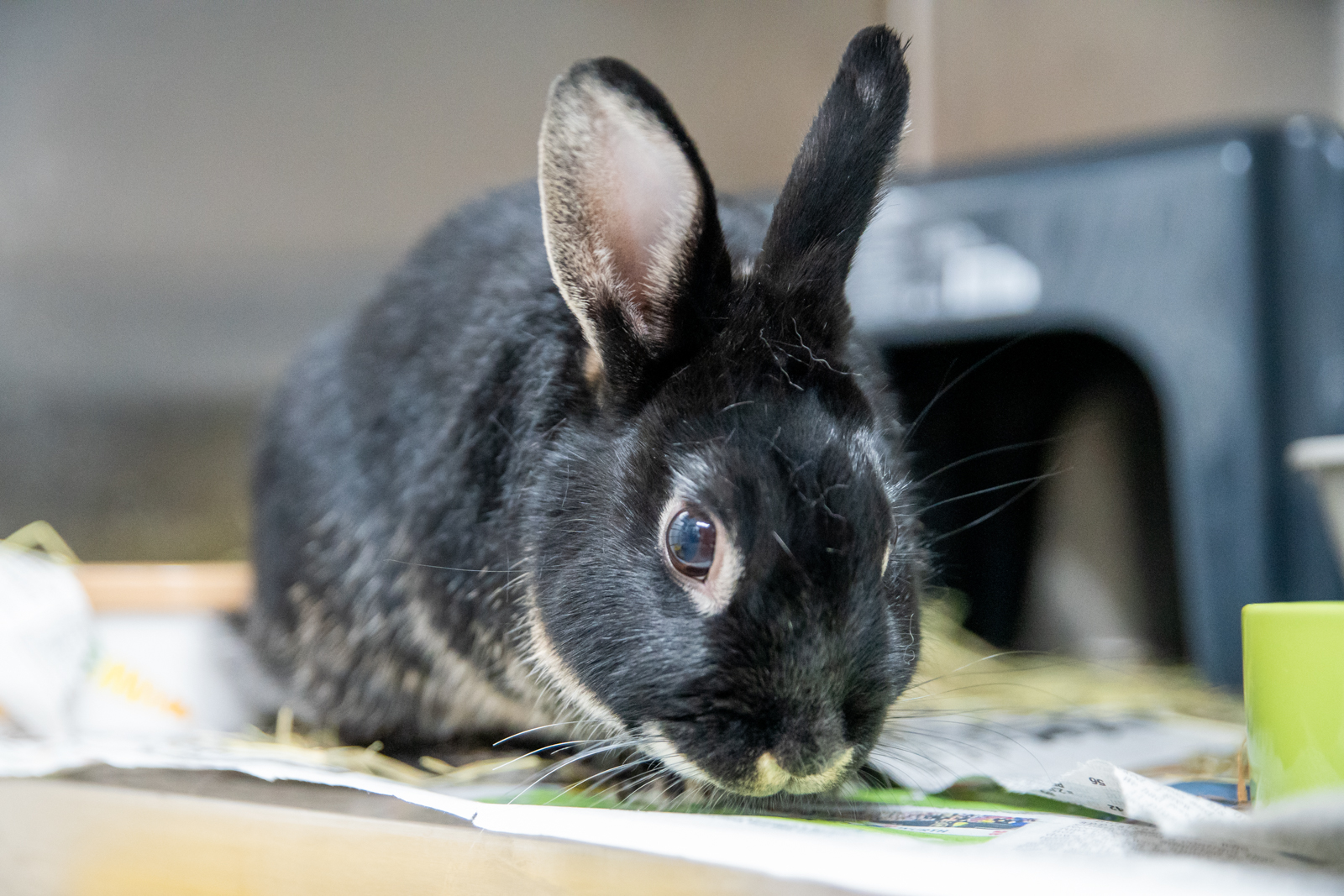 Cat and Rabbit clinic